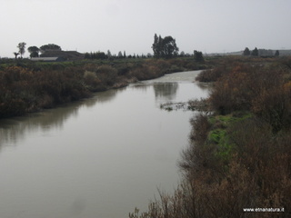 lle del Simeto-24-02-2013 10-03-11
